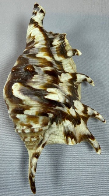 Spider conch shell 98.1 mm lambis lambis Indo Pacific spiny display pattern
