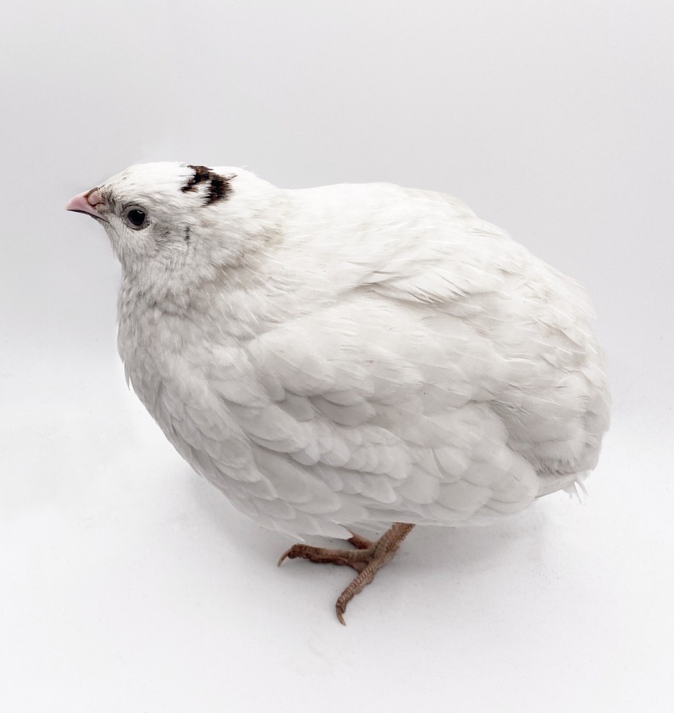 40++ Celadon Blue Coturnix Quail Hatching Eggs - Tuxedo, White, Red Range + More