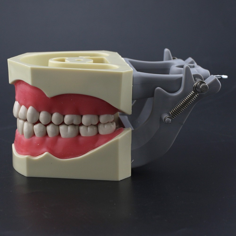 Columbia Dentoform 860 Type Dental Typodont Model & 32pcs Removable Teeth Kit