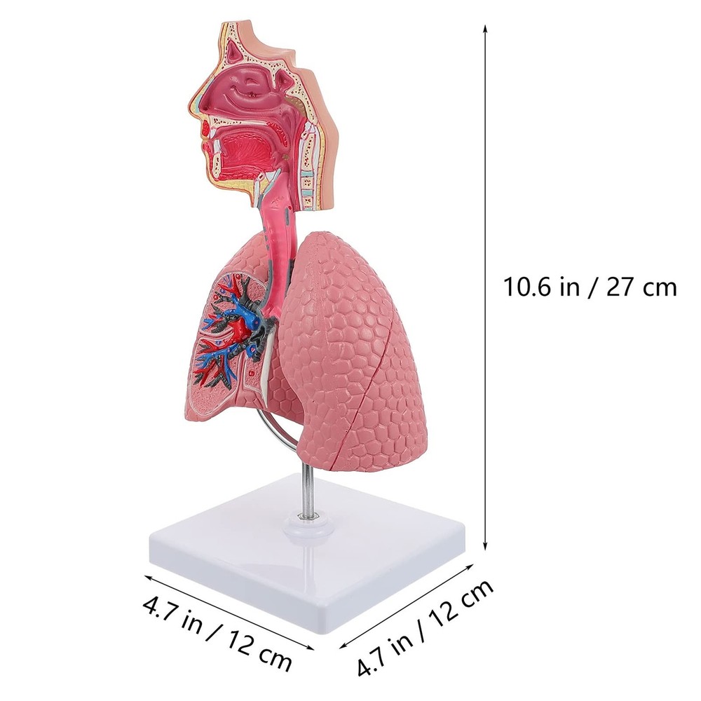 4D Model, Teaching Respiratory Lung Model with Head and Lungs, Hands-On 3D Mo...