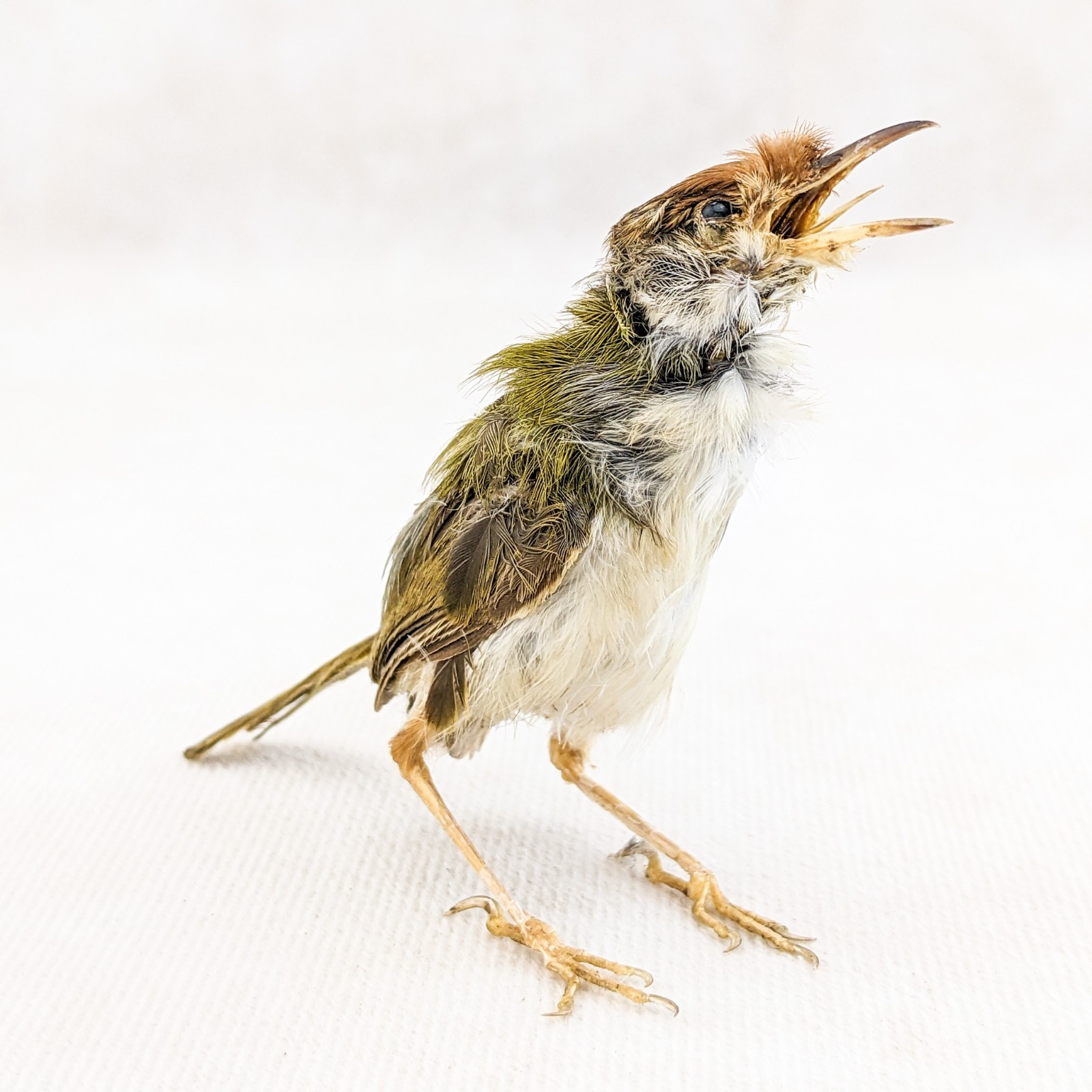 Ashy Tailor bird taxidermy Orthotomus ruficeps Bird Specimen oddities gift decor