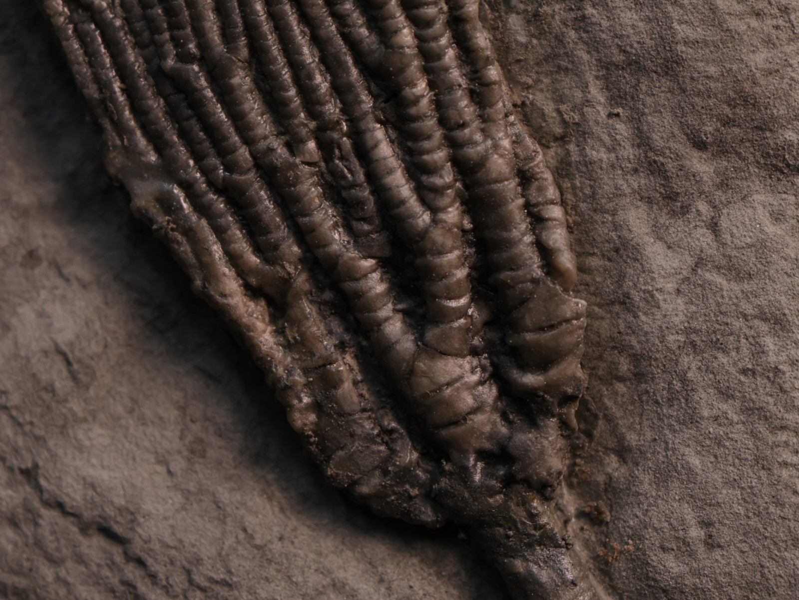Sweet Pachylocrinus aequalis Fossil Crinoid, Crawfordsville, IN