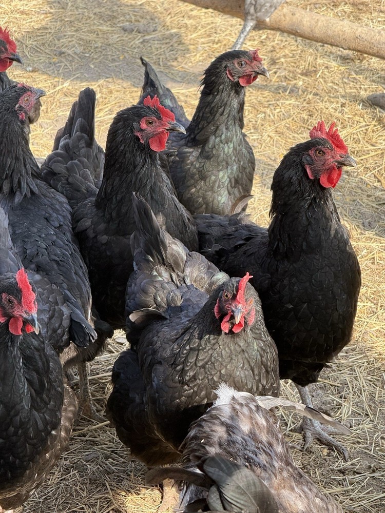 Barnyard Chicken Hatching Eggs 12 Pack