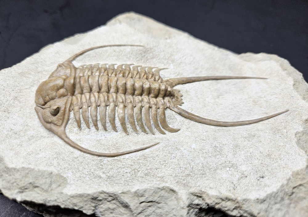 Large Paraceraurus Exsul Trilobite 11.2cm