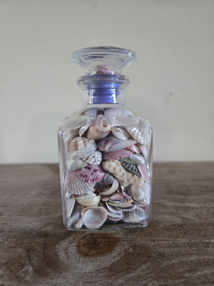 Seashells In A Square Glass Container 5" X 2.25"