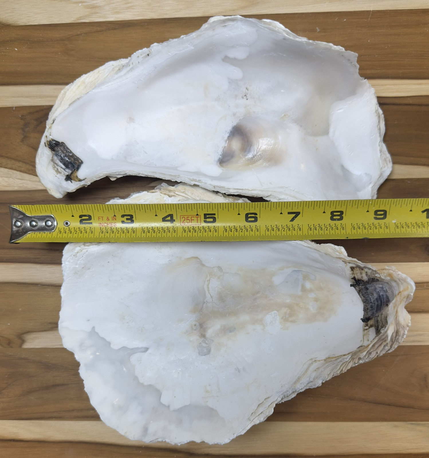 12 Oyster Shells Cup Side 7-9” Bulk Clean No Smell Art Jewelry Dish