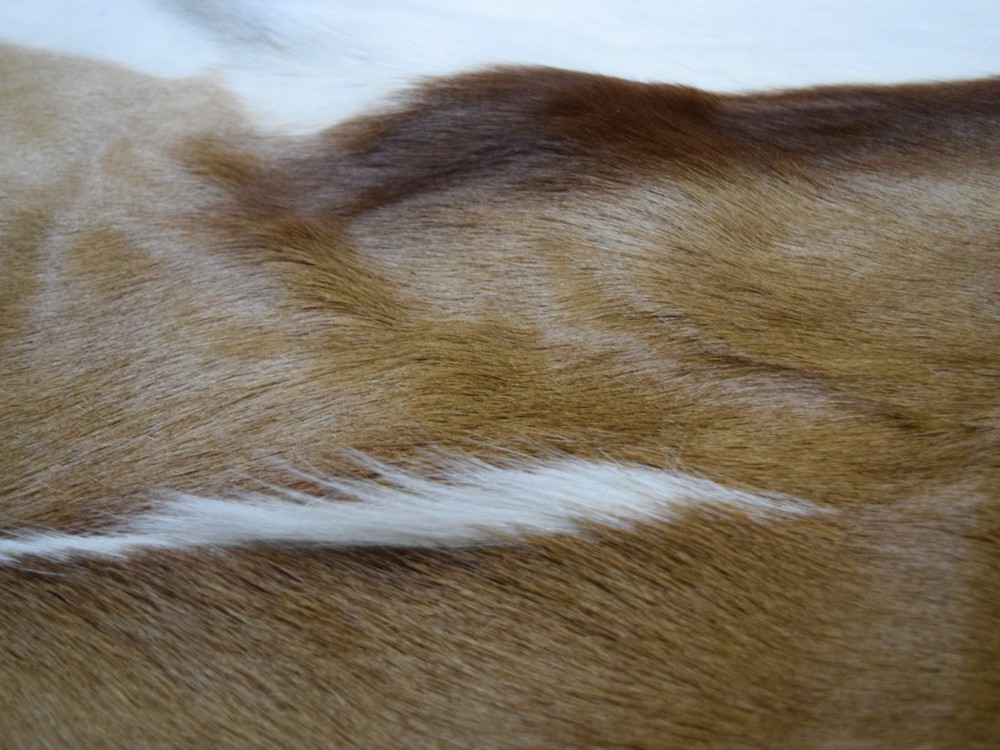 Natural Springbok Hide (155-1-AS) L18