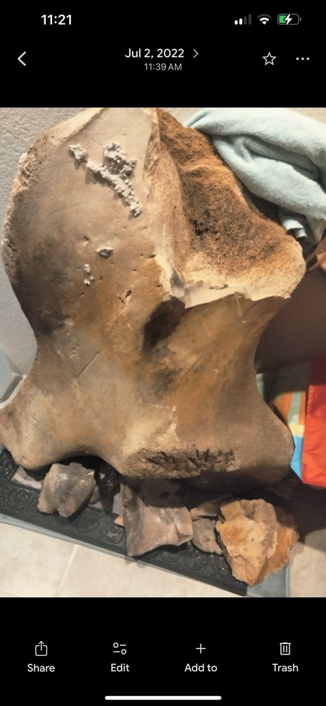 Large Mammal Fossil Bone Specimen
