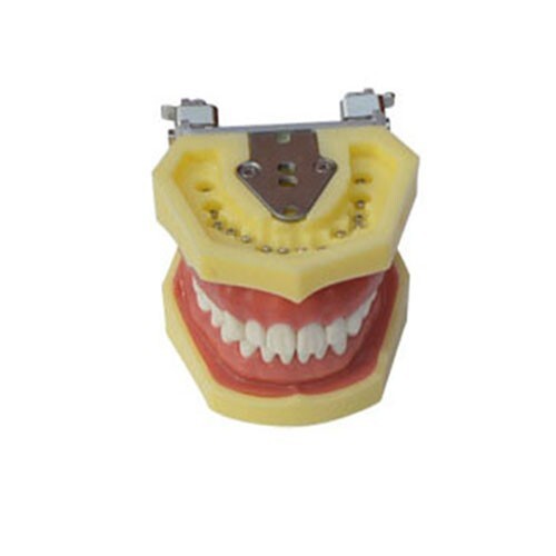 Teeth Model,Demonstration Teeth Model Standard Study Teaching Model