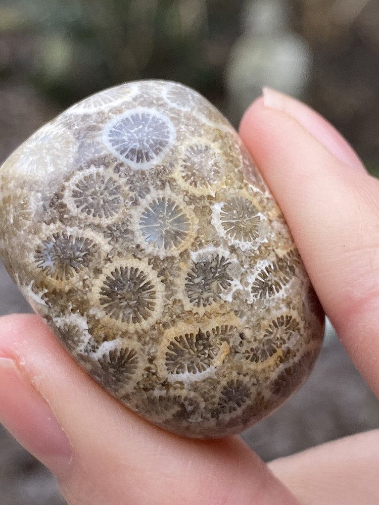 Fossilised Coral Tumblestone AAA+