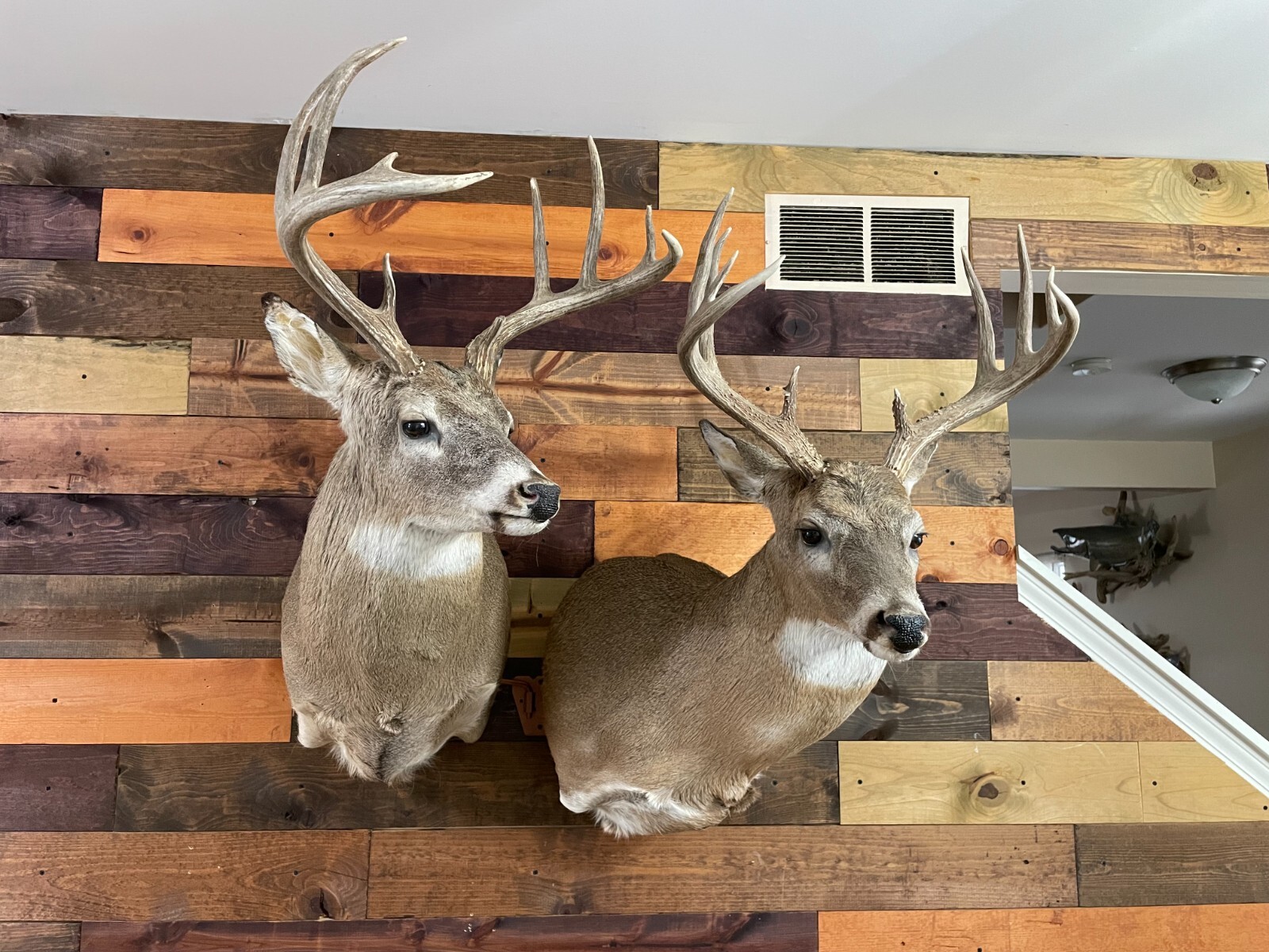 Amazeen Outdoors Adjustable Shoulder Mount Wall Hanger Whitetail Deer Mule