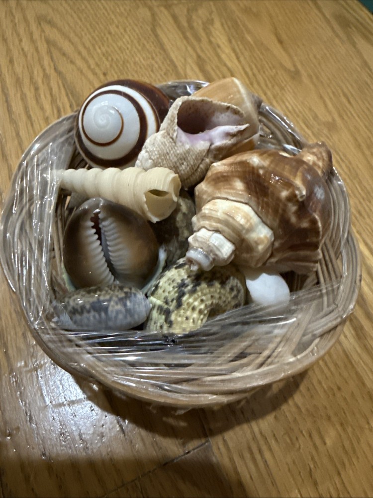 Small Basket With Shells 🐚 14 Basket Beach Decor Tropical Shells