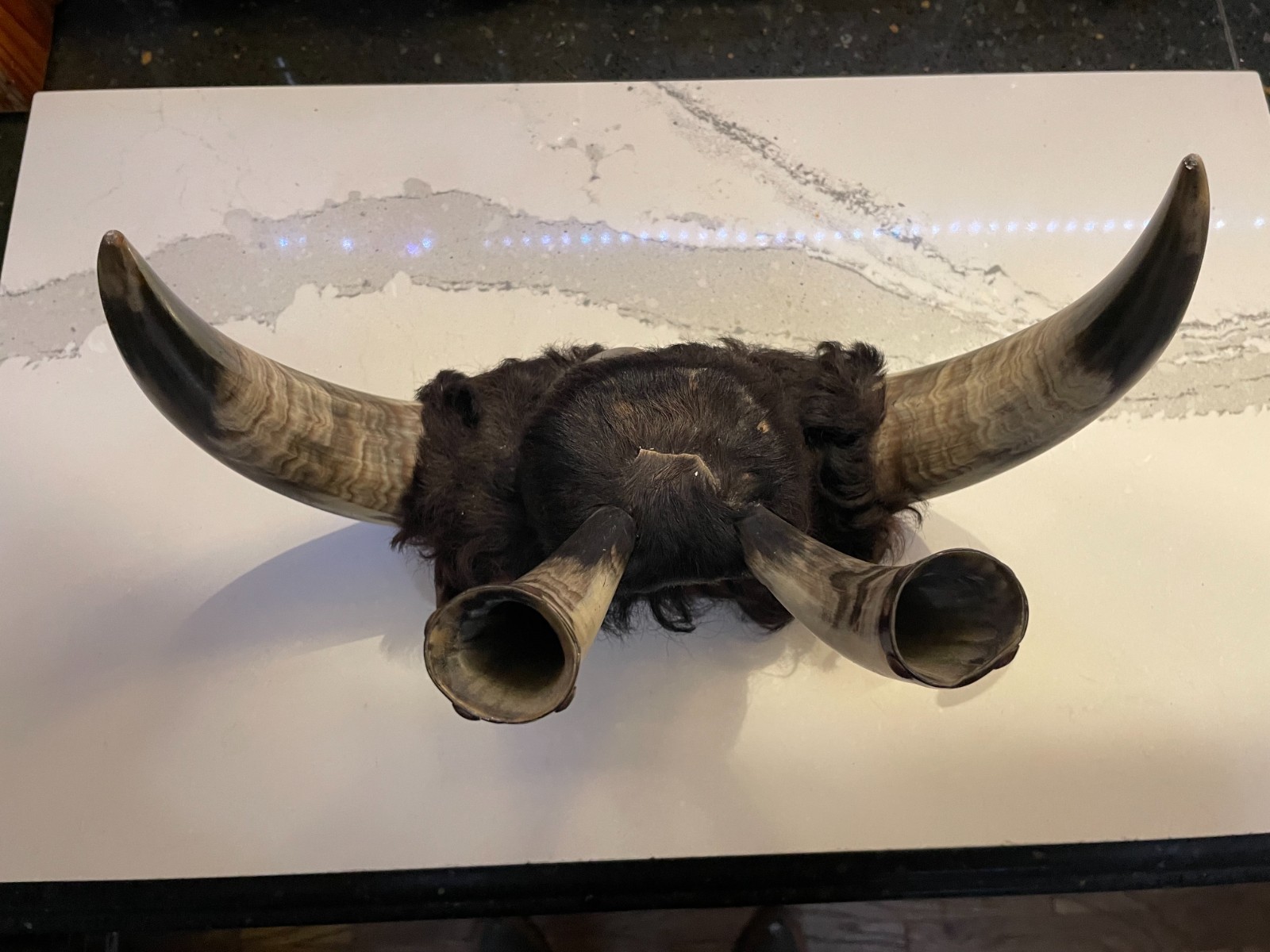 Antique Crow Native American Indian Split Buffalo Horn Bonnet early 19th Century