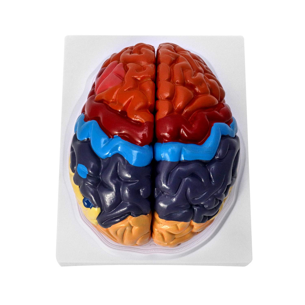 Life Size Human Brain Model 2 Part Color Coded Anatomy Study PVC with Base Class