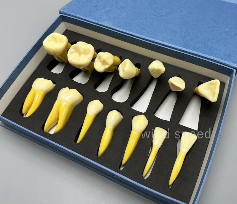 4 Times Extracted Permanent Teeth anatomy model Lab anatomical Study model T-D10