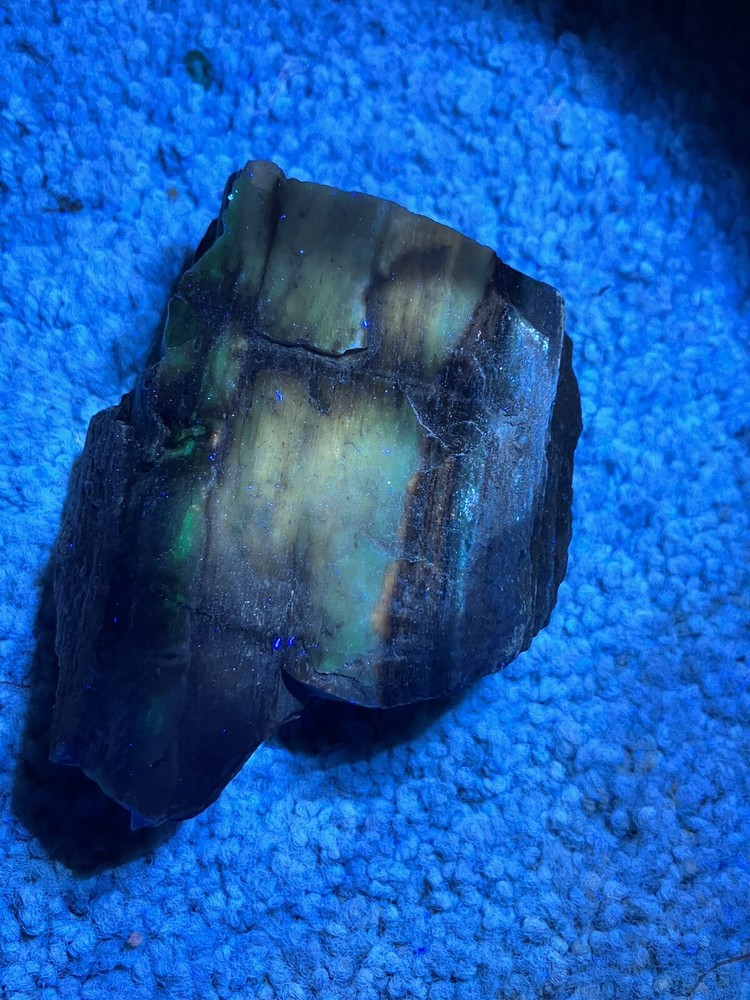 Agatized Wood, Fluorescent Under UV Light