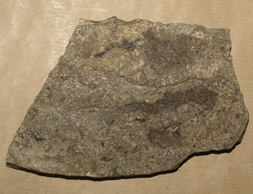 PAIR Paleozoic "Spiny sharks" -Acanthodes lopatini