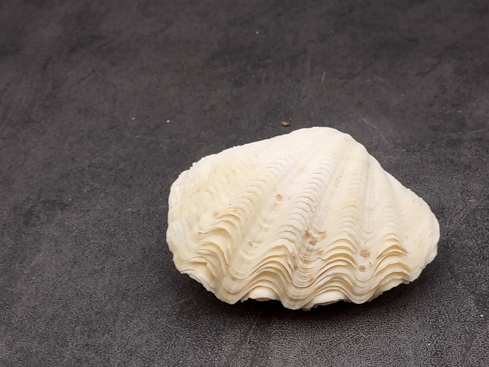 Derasa Clam Seashell White Tridacna Derasa (1 shell approx. 3+ inches)