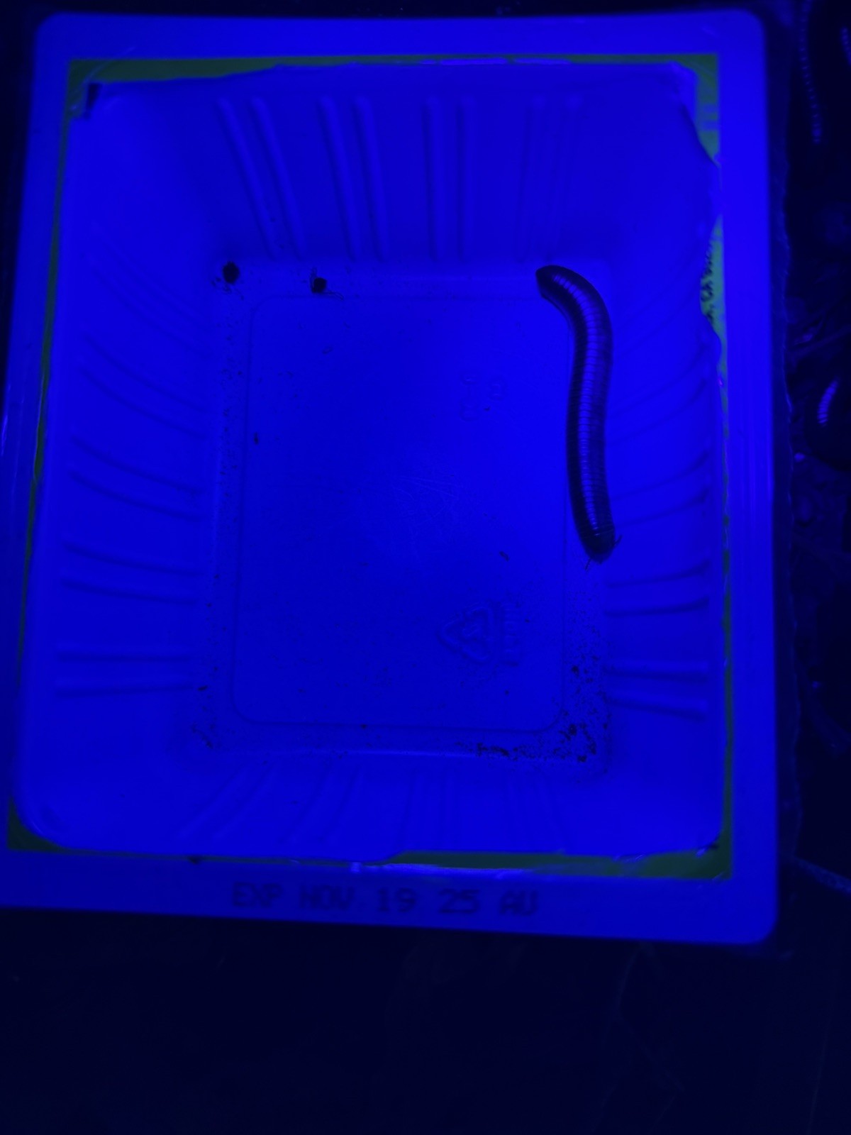 UV REACTIVE Hiltonius Pulchrus Millipede 5 Compost Classroom Pet Millipede Only