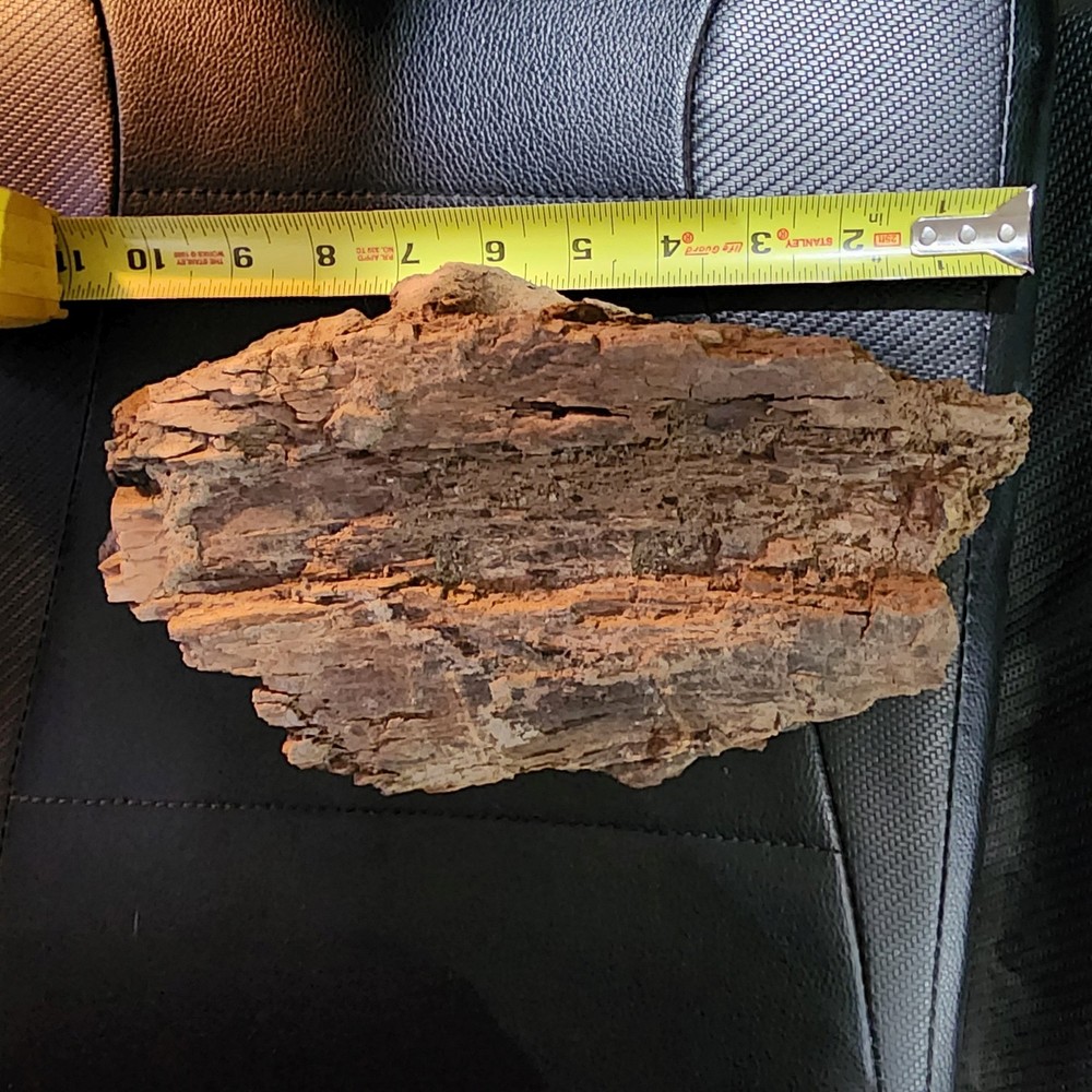Large Heavy Dinosaur Bone Section - Authentic Fossil - from Hell Creek Formation