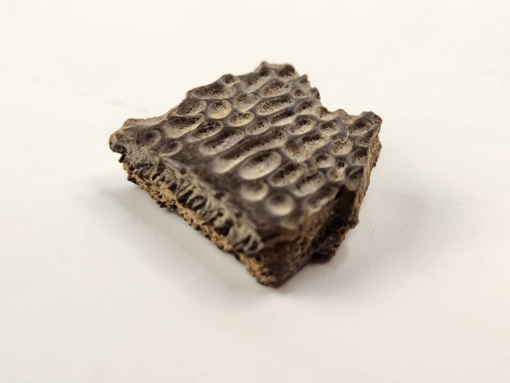 Turtle Shell Fossil - Judith River Fm. - Hill Co., MT