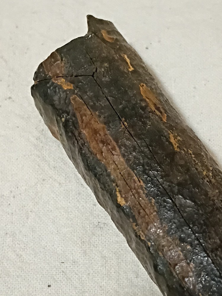Dinosaur Fossil, Montana Find D12