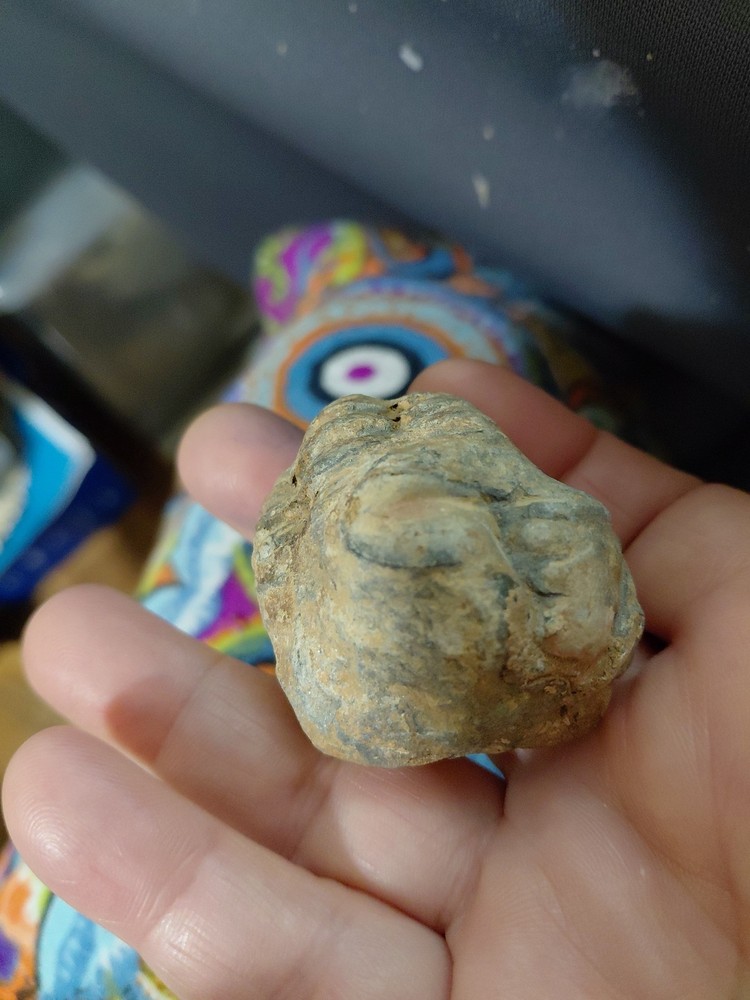 Trilobite Fossil From Morocco
