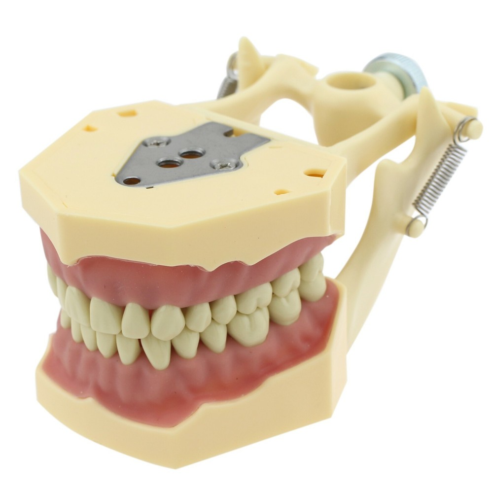 Dental Typodont Model Restorative 32pc Removable Marked Teeth M8014-2 Frasaco