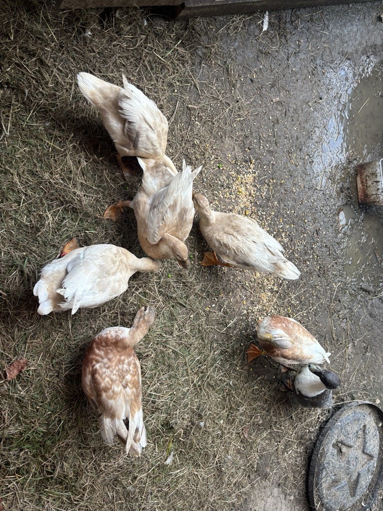6 Pure Butterscotch Call duck hatching eggs