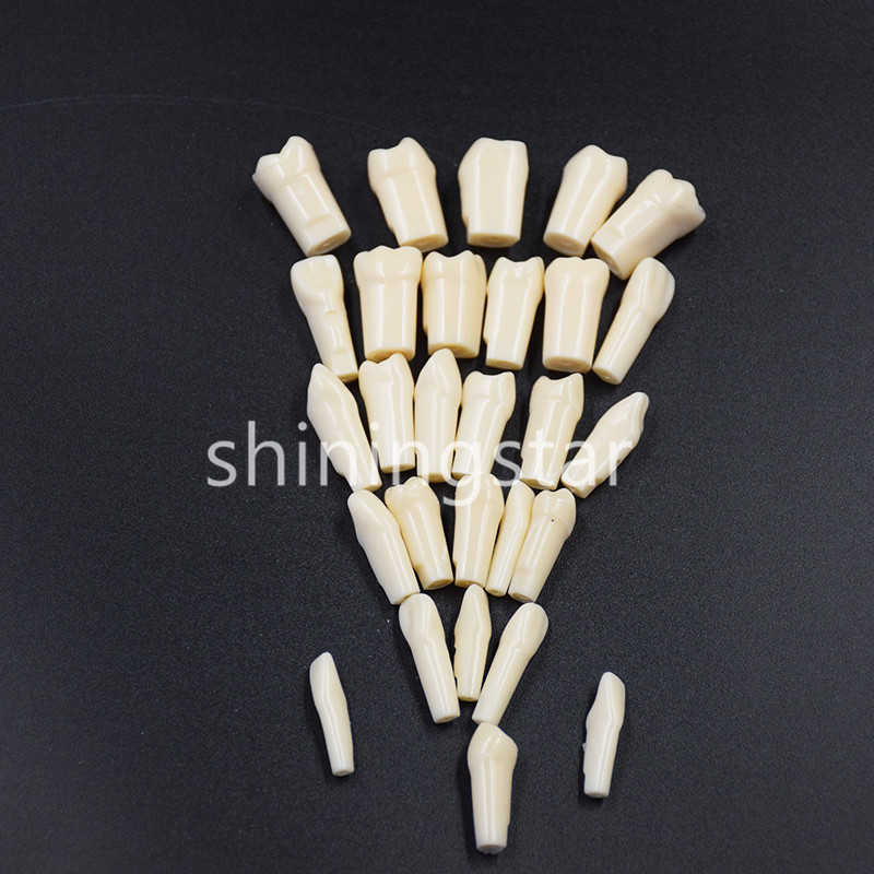 NEW Dental Teeth Model Demonstration Resin Practice Teach Study Models 28 Pcs