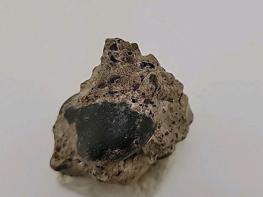 Real Permineralized Reptile Egg Fossil