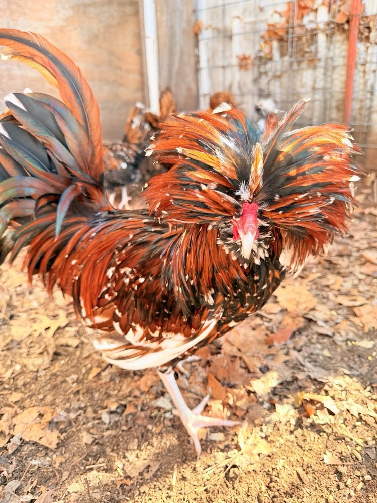 12 +++ Extra Tolbunt Polish Hatching Eggs