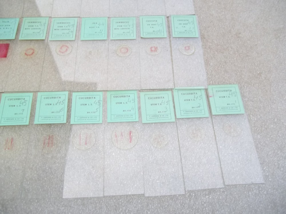 Vintage Glass Microscope Slides -