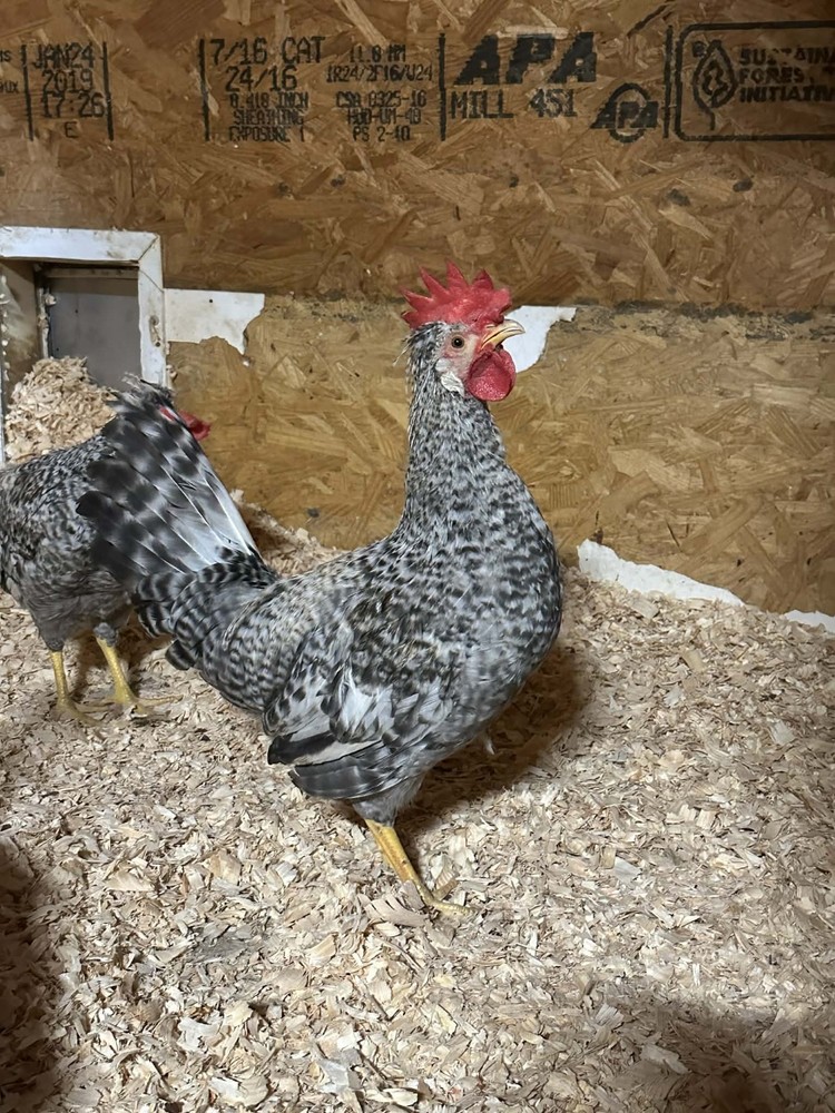 12+ Barnyard Mix Hatching Eggs