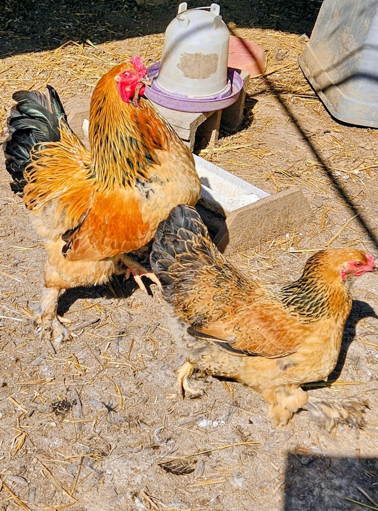 Hatching Eggs Buff Brahma 5+