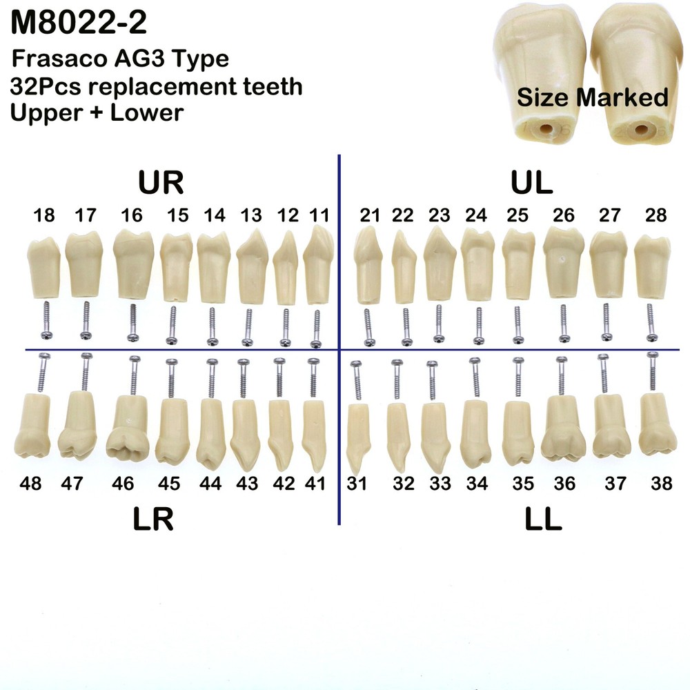Dental Replacement Frasaco AG3 Type 32PCS Teeth Kit Model Screw-in Typodont