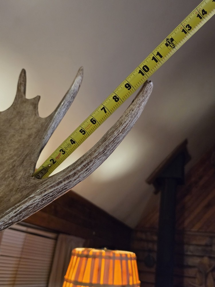 Large Utah Shoulder Mount Bull Moose Head