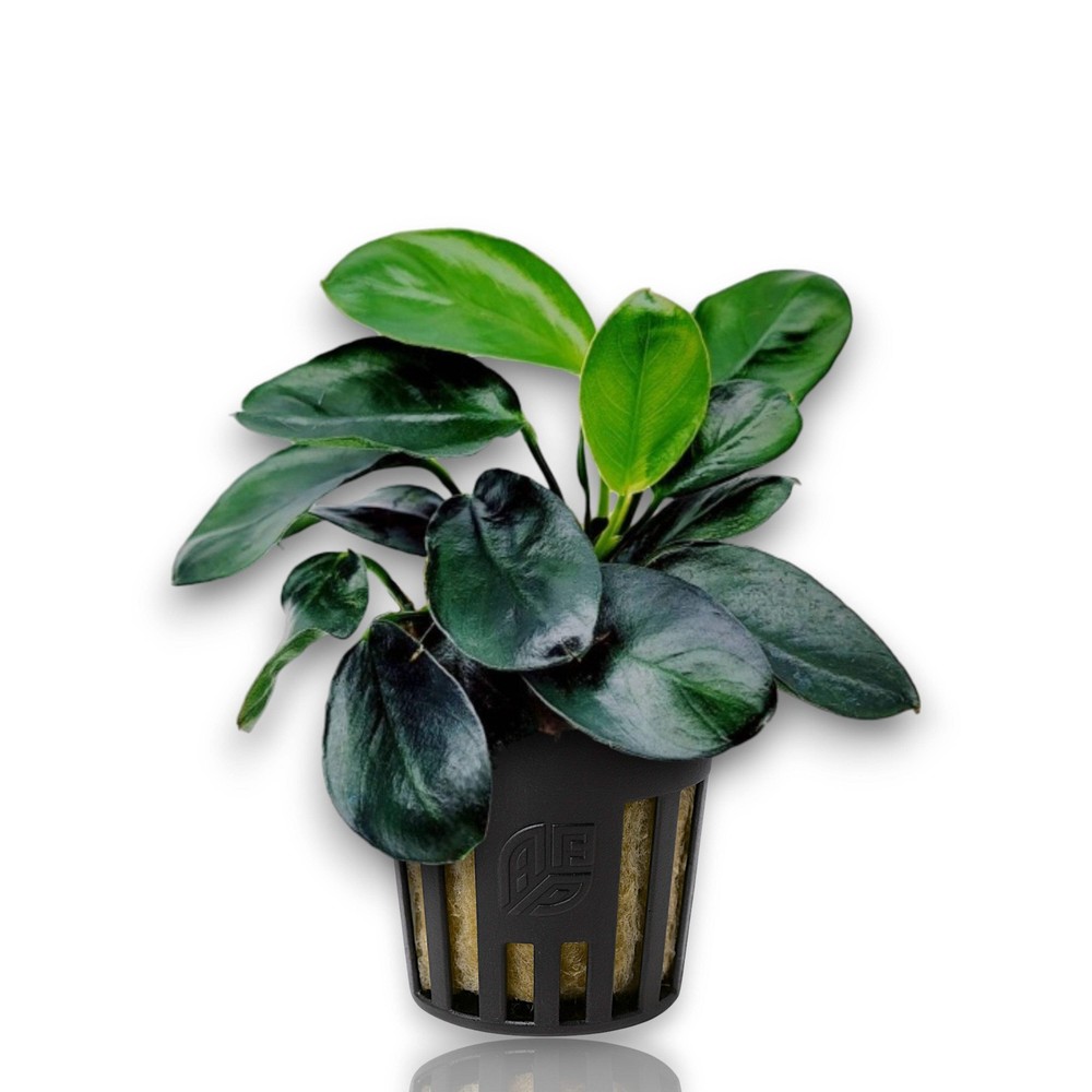 Anubias Dark Moon