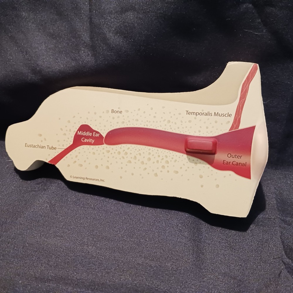 Human Ear Anatomy Model 2 piece