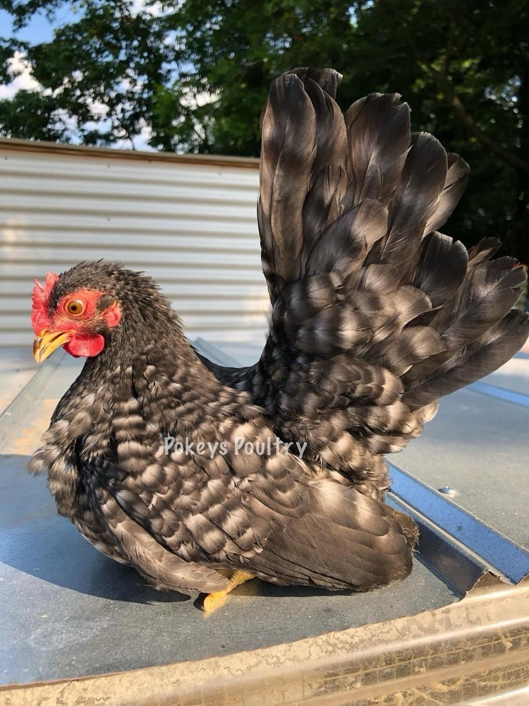 Japanese Bantam Assortment Hatching Eggs