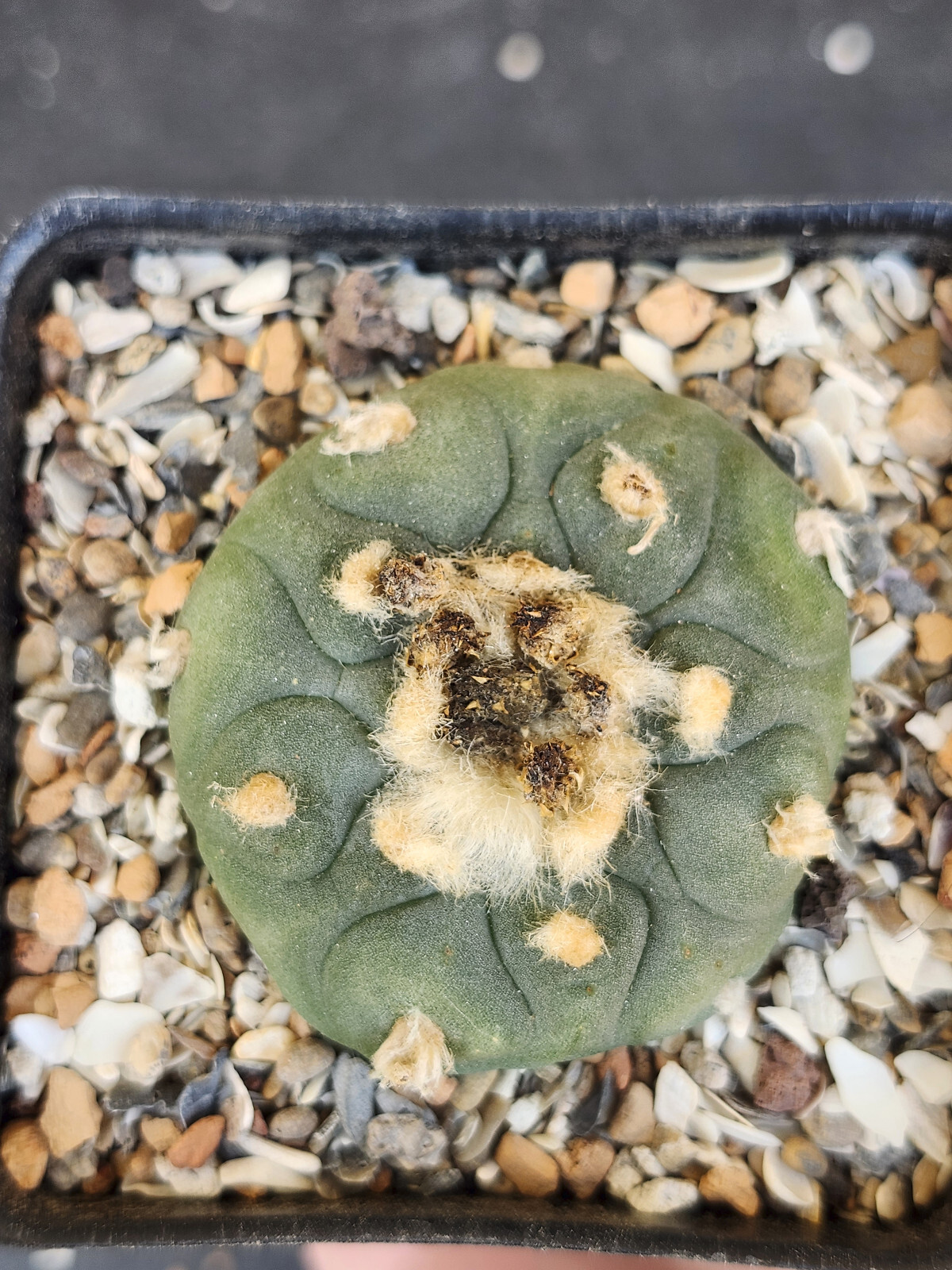 ONE(1) RARE Cactus sp koehresii, seed grown in 2.60" pot, large root