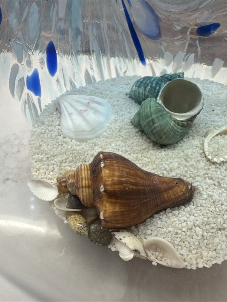 Seashell And Sand Globe 8 Inch’s