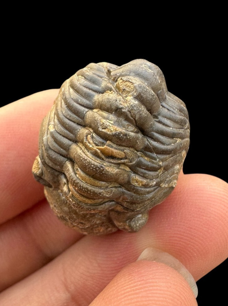 Lovely Rolled Phacops Trilobite Fossil – Authentic Devonian Era Specimen from Mo