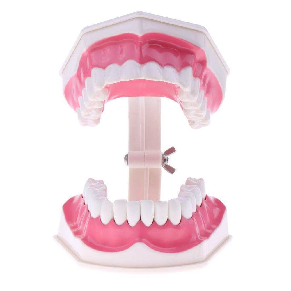 Dental Teaching Demonstration Model with Removable Lower Teeth + Toothbrush