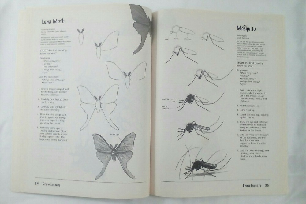Draw INSECTS Doug DuBosque Scholastic realistic instruction step-by-step 63p Art