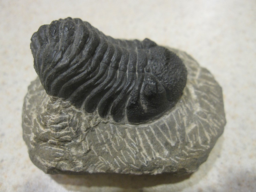 COMPLETE PHACOPS-SUPERB DEVONIAN TRILOBITE