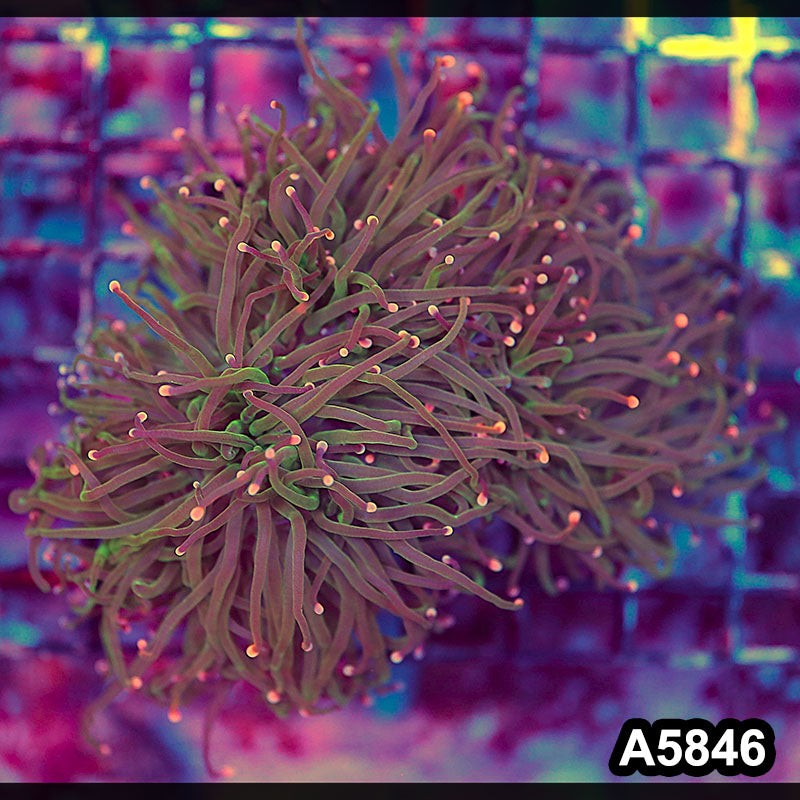 LW5846(M) WYSIWYG Indo Maricultured Unique Rainbow 3 Headed Torch Colony