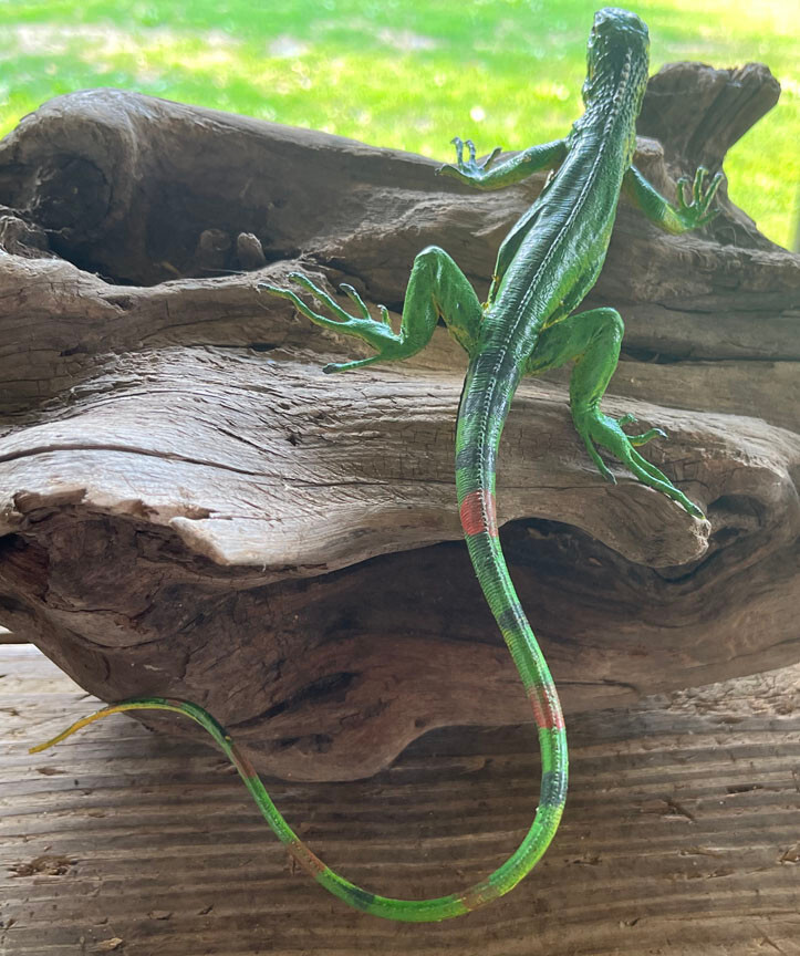Iguana Baby - AAA