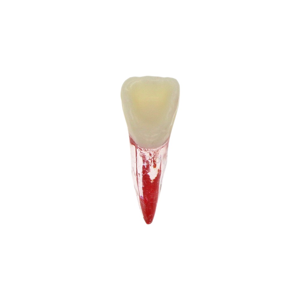 Dental Endodontic Root Canal RCT Practice Endo Teeth Model Pulp Study 7 Sizes