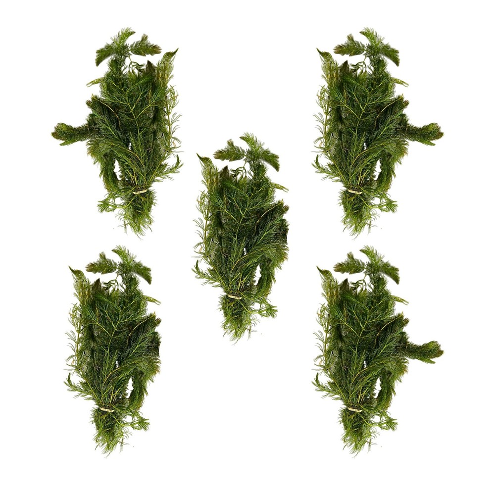 Anacharis and Hornwort Bundle